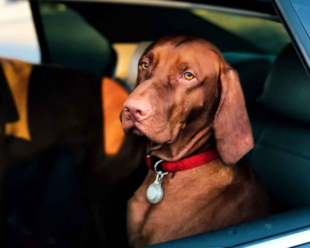 Faut-il attacher son chien en voiture ?