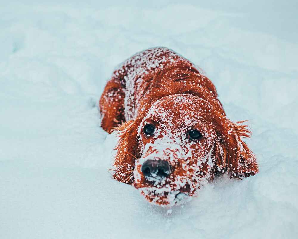 Éviter à son chien de glisser en hiver