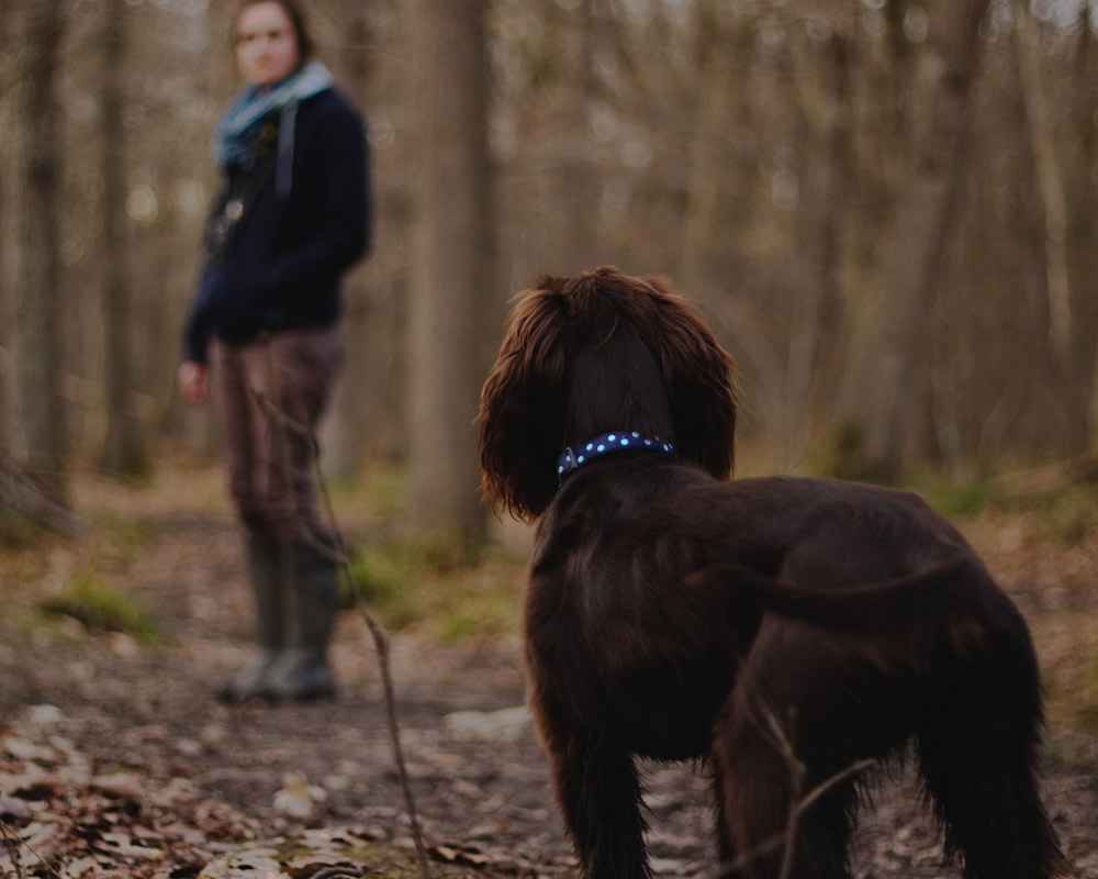 Quel type de sol pour marcher avec son chien ?