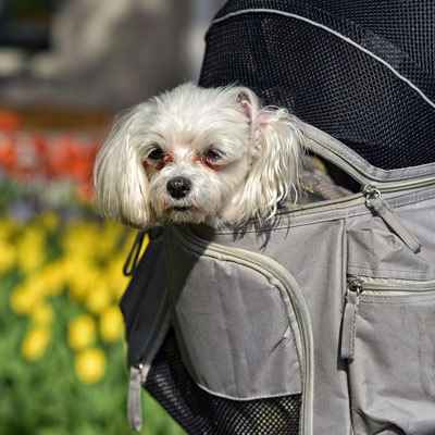 Comment placer mon chien dans un sac à dos ?