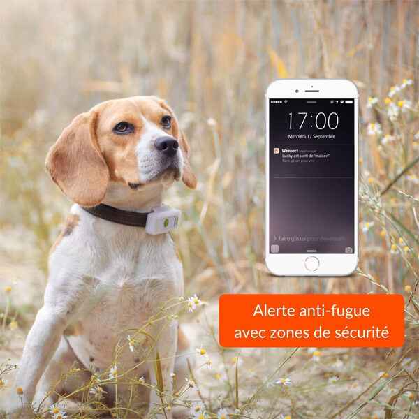 Weenect pour chien