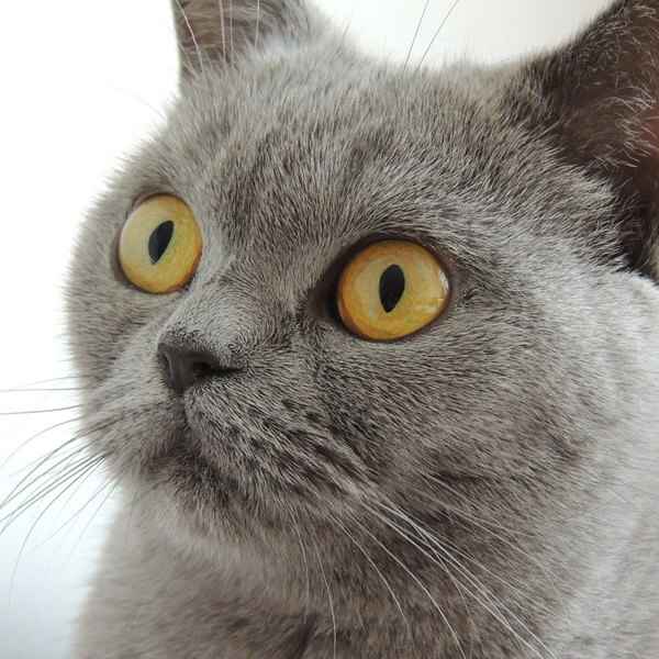Quels sont les chats avec de gros yeux ?