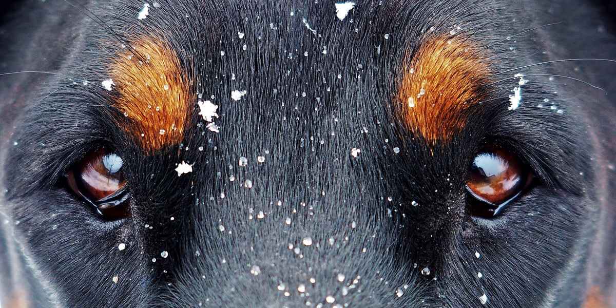 Pourquoi un chien perd-il ses poils autour des yeux ?