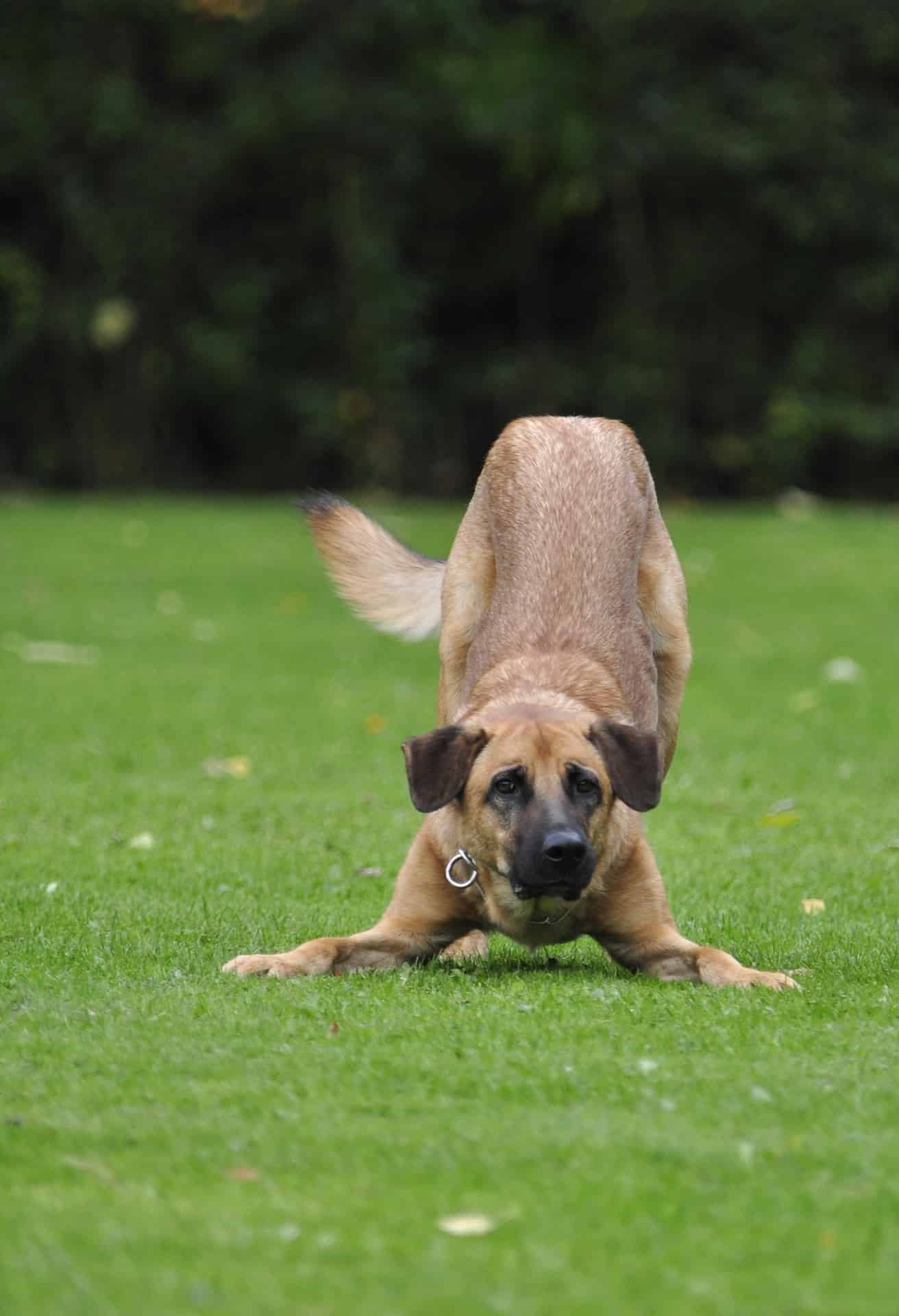 Chien qui joue