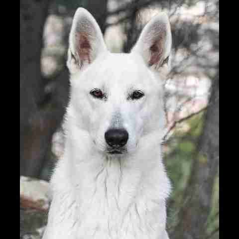 Pure White Wolf Laika de la Lobiera Blanca