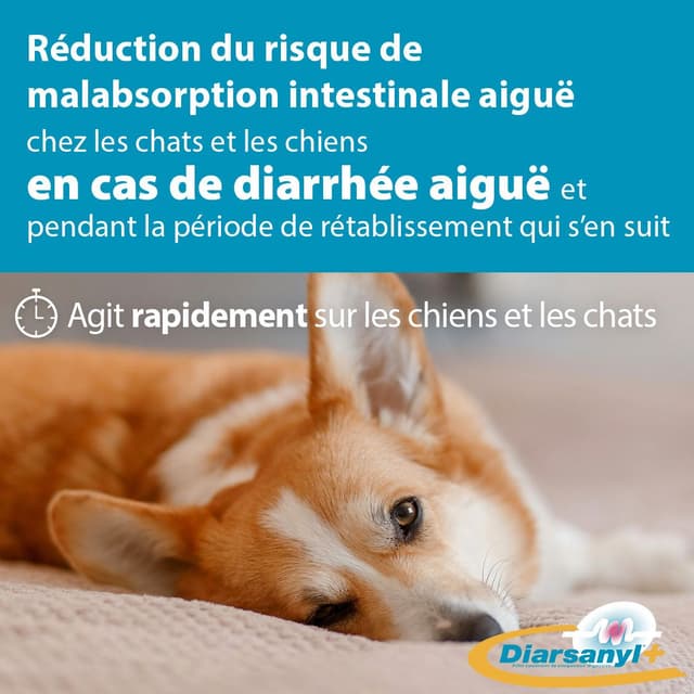 Diarsanyl pour chien et chat