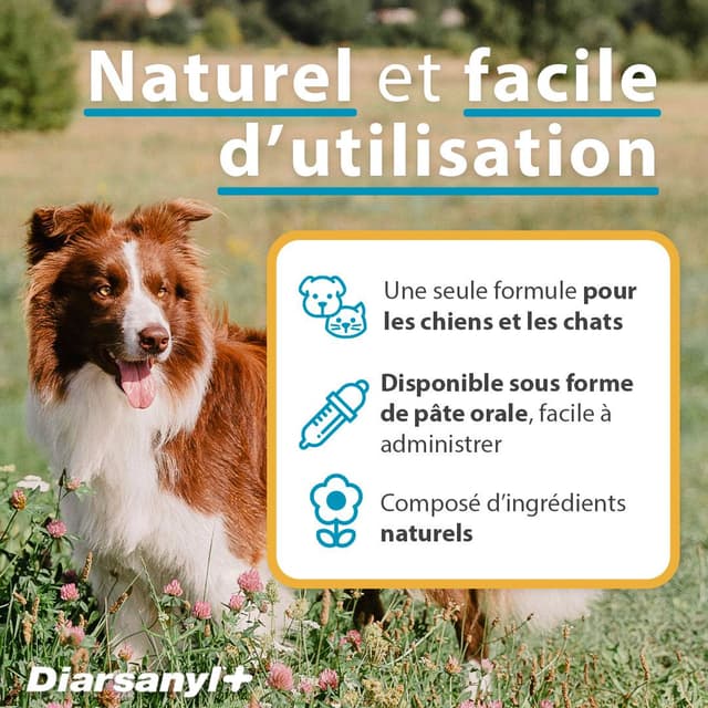Diarsanyl pour chien et chat