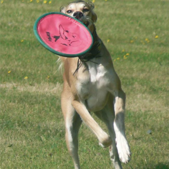 Canifrisbee Frisbee en toile pour chien