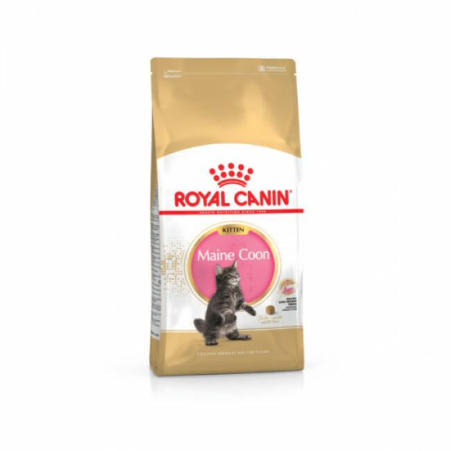 Croquettes pour chaton Royal Canin Maine Coon Kitten