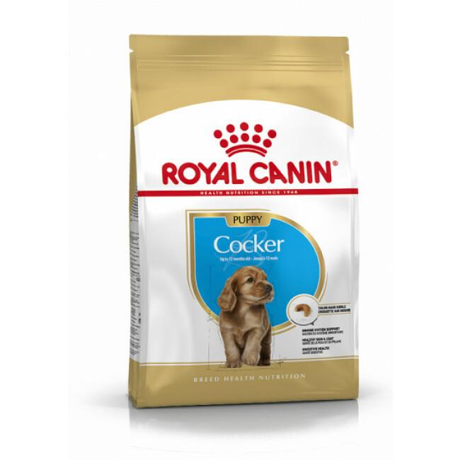 Croquettes pour chien junior Royal Canin Cocker
