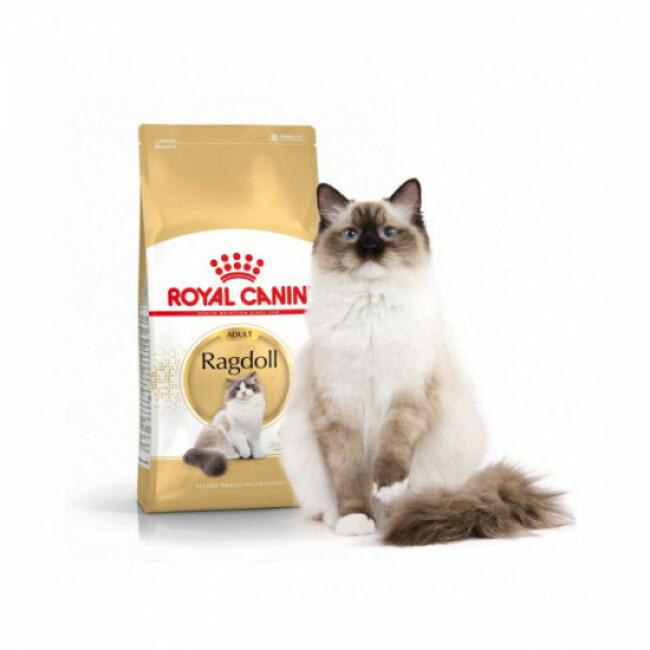 Croquettes Royal Canin pour chat Ragdoll