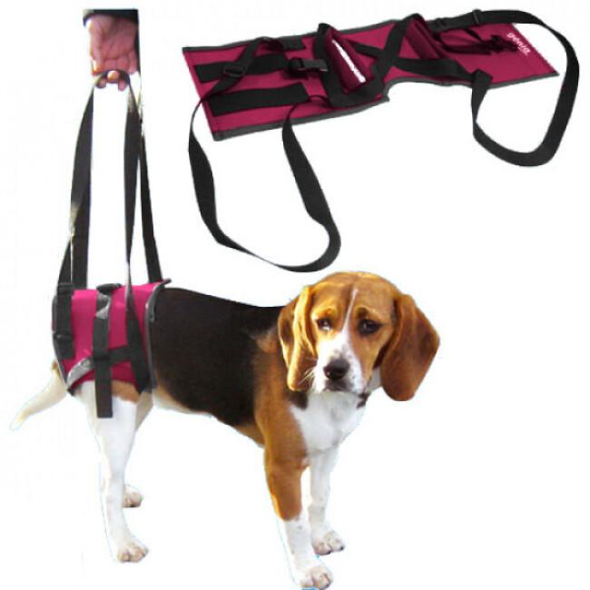 Handy canis baudrier portage postérieur portage chien et chat handicapés