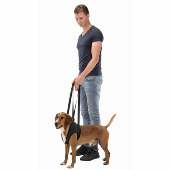 Harnais d'aide à la marche pour chien