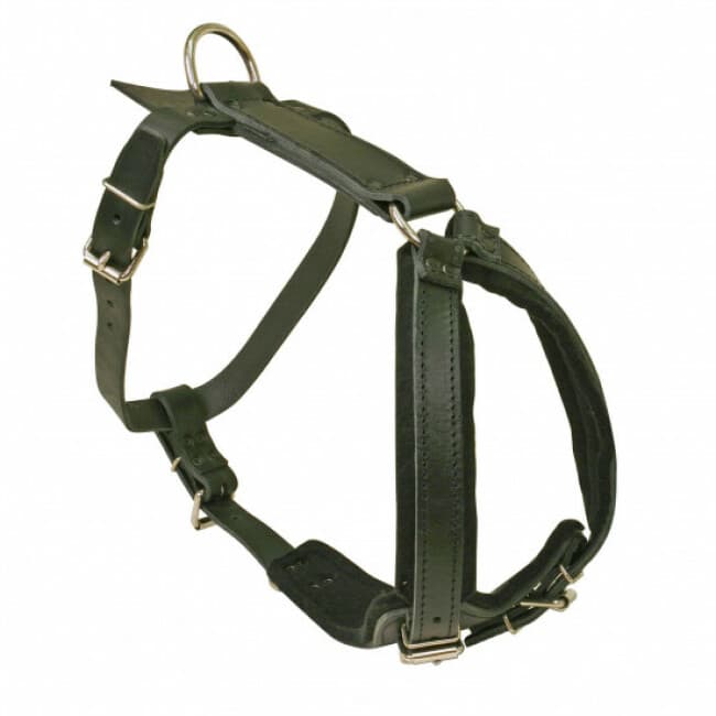 Harnais cuir motivation pour chien