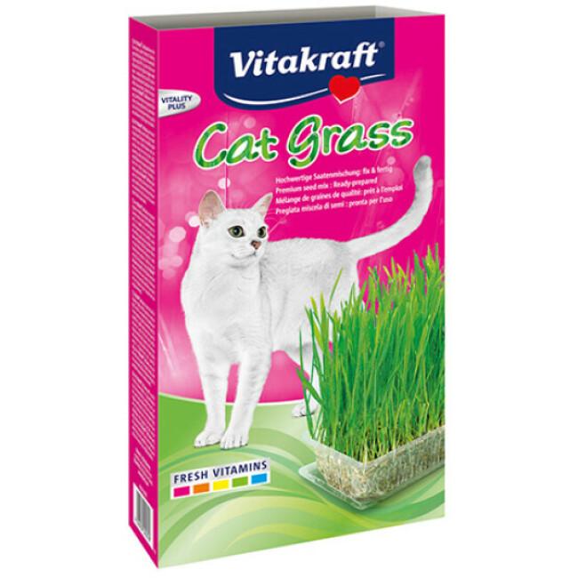 Herbe Cat-Gras pour chat