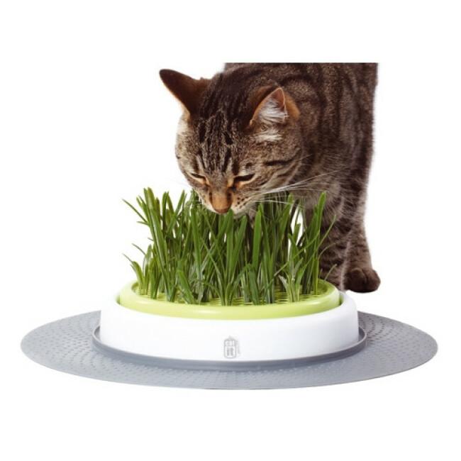 Jardin d'herbe pour chat Senses Design Cat'It