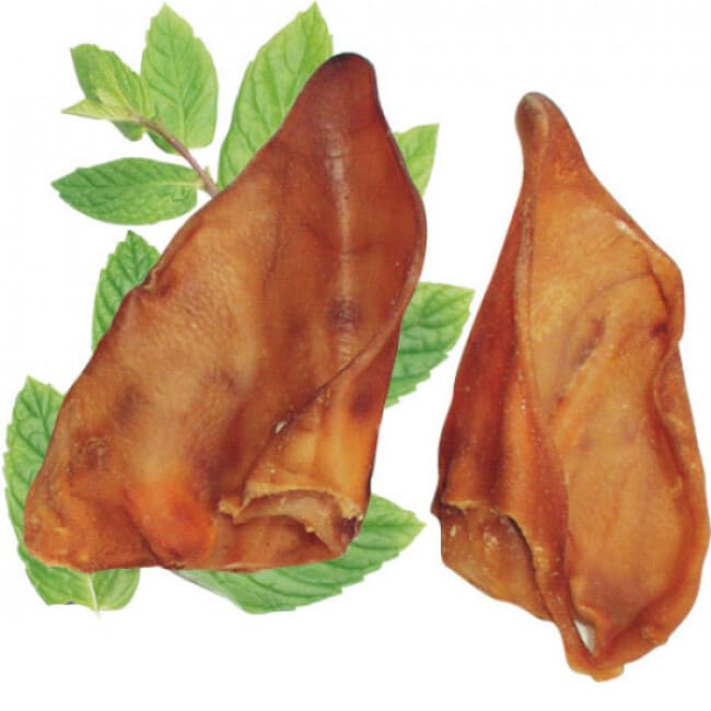 oreille de porc chien