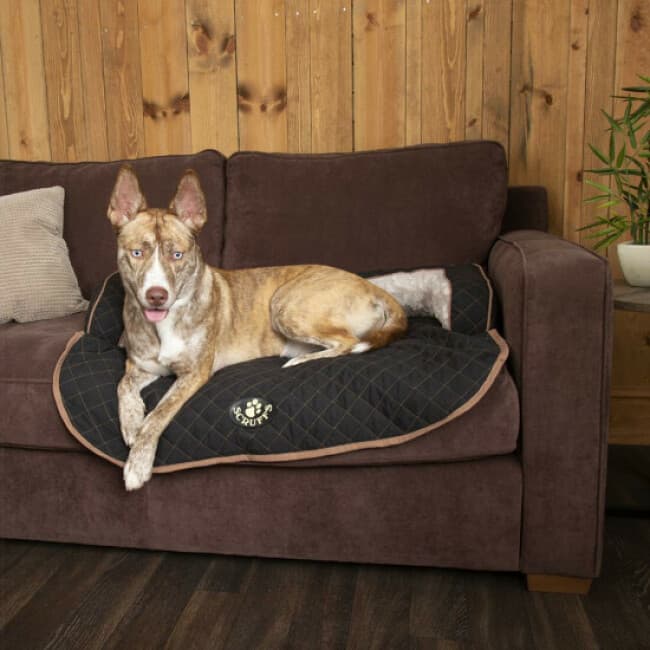 Sofa Wilton Scruffs pour chien