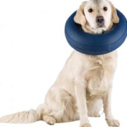 Collier de protection gonflable pour chien