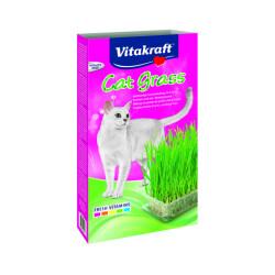 Herbe Cat-Gras pour chat