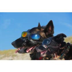 Masque de protection pour chien Pathfinder Noir