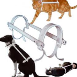 Carcan antitorsion protection automutilation chien chat Propal