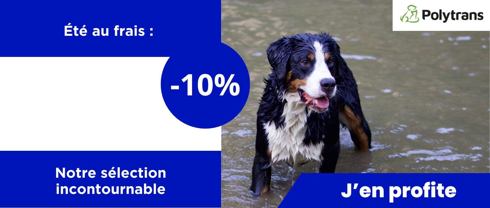 sélection été chien et chat