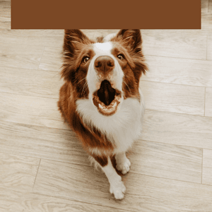 Chien qui aboie