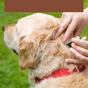 Tique du chien, comment traiter ?