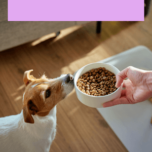 Le top de l'alimentation pour chien