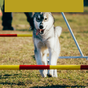 Tout pour un chien sportif