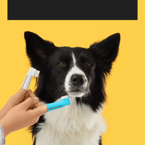 Brosse à dent pour chien