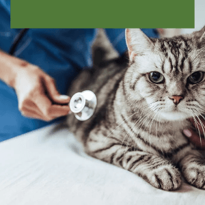 Comment transporter un chat sereinement chez le vétérinaire ?